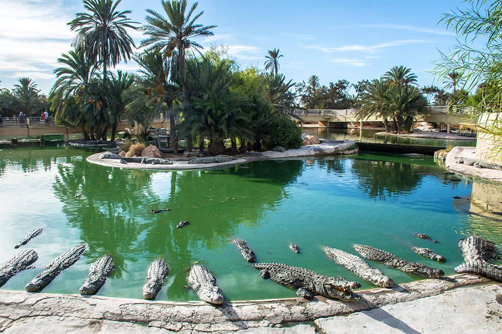 Parc Djerba Explore, ferme des crocodiles